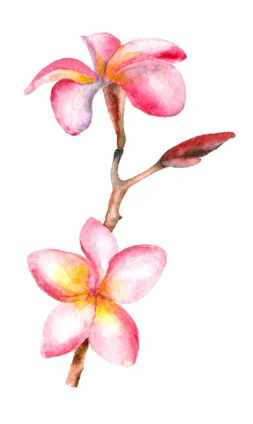 Tropiska exotiska blommande plumeria gren — Stockfoto