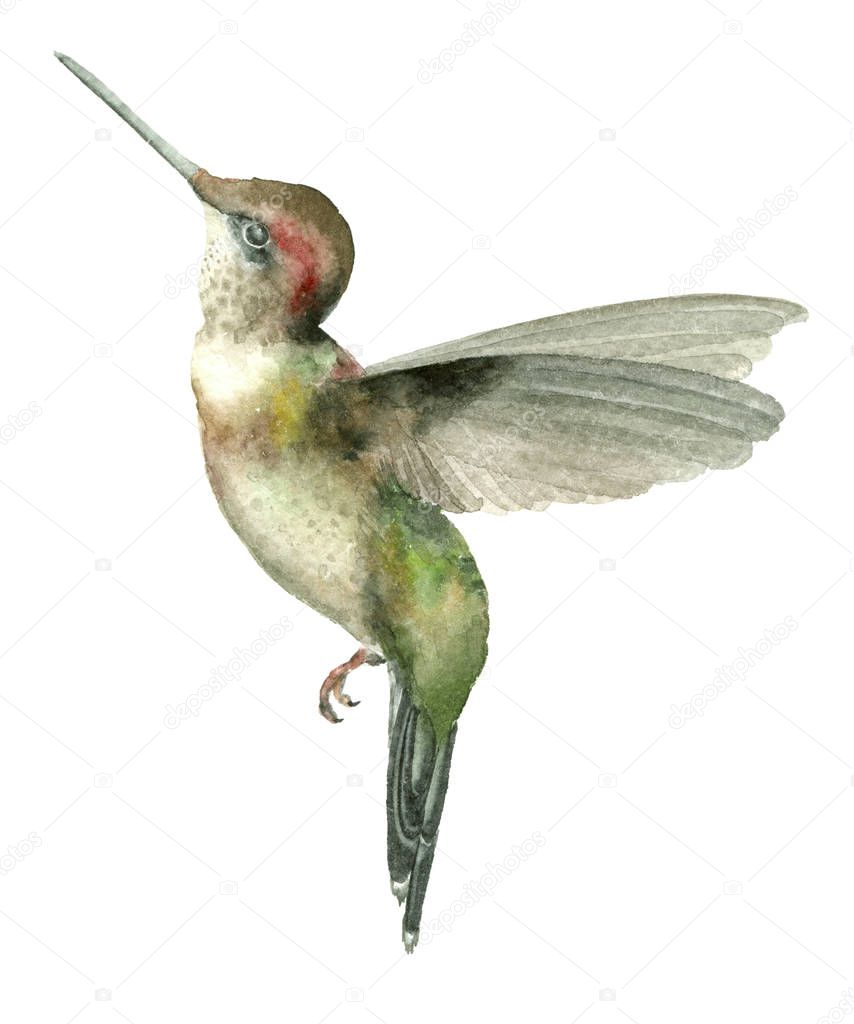 Watercolor Hummingbird flying