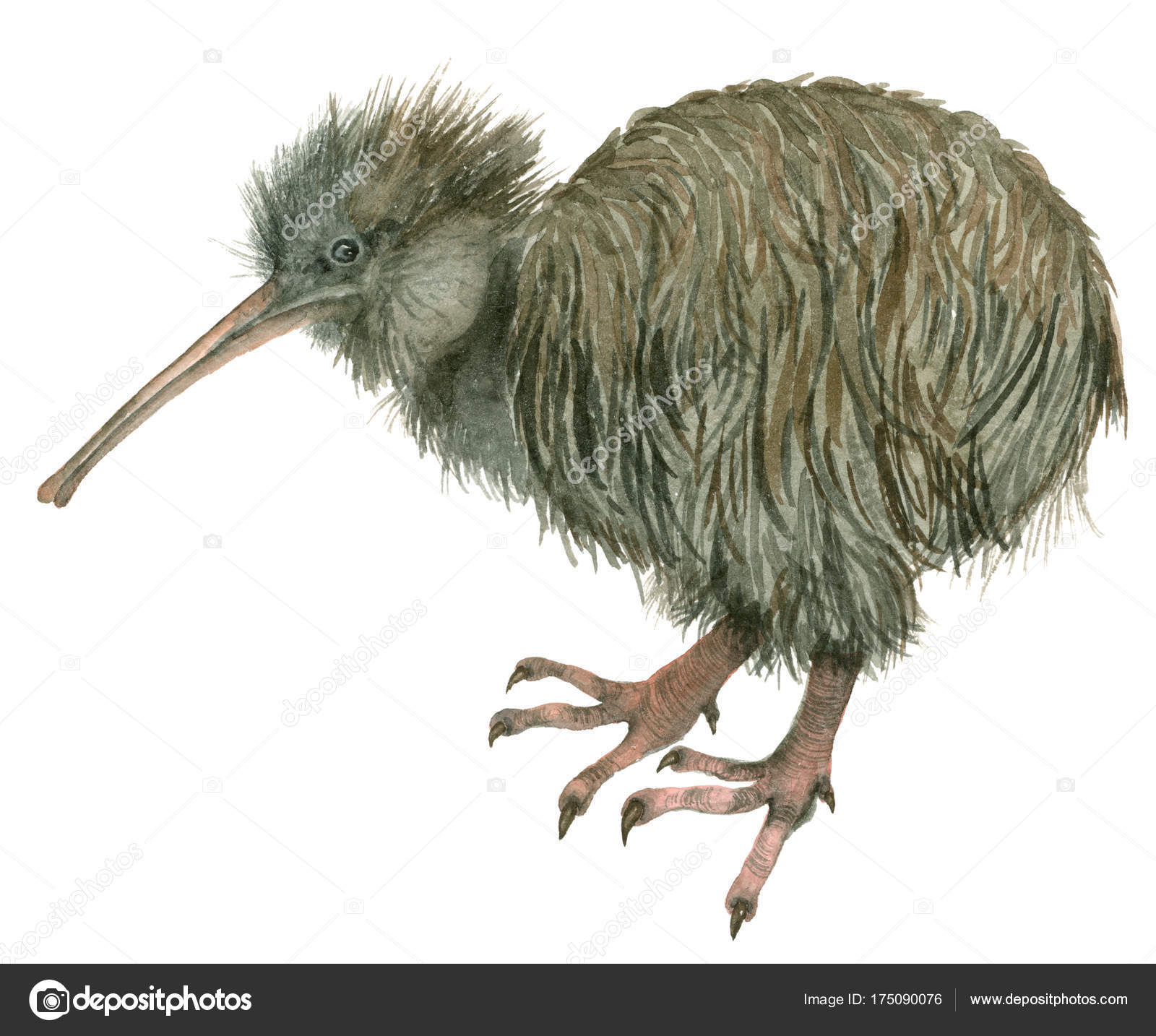 Kiwi bird Stock Photos, Royalty Free Kiwi bird Images | Depositphotos