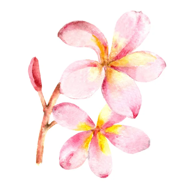 열 대 이국적인 피 plumeria 지점 — 스톡 사진