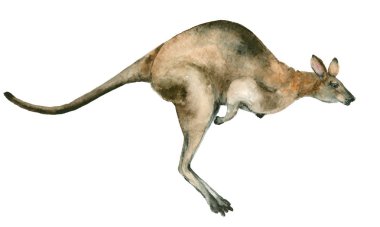 Suluboya Avustralya kanguru