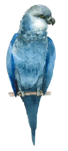 Akwarela papuga ptak — Zdjęcie stockowe