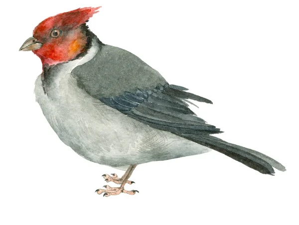 Acquerello uccello cardinale — Foto Stock