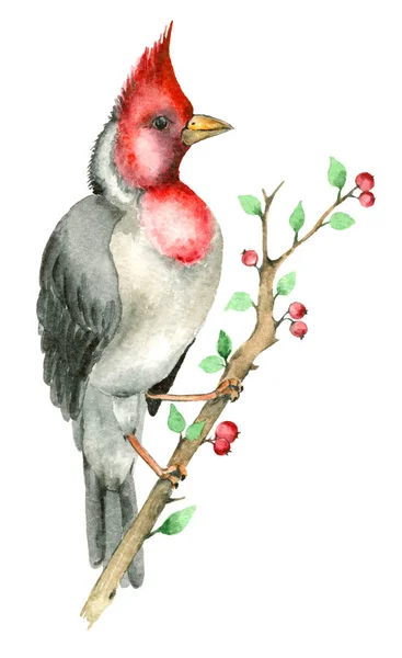 Acquerello uccello pappagallo — Foto Stock