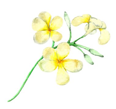 Tropikal egzotik çiçek açan plumeria şube
