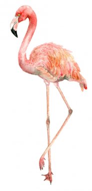 Suluboya kuş flamingo