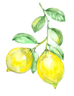 Sulu Boya limon şube