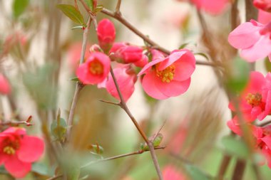 Chaenomeles dalında çiçeği