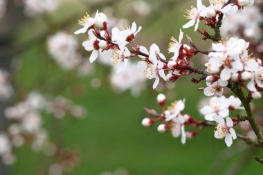 prunus cerasifera çiçekler