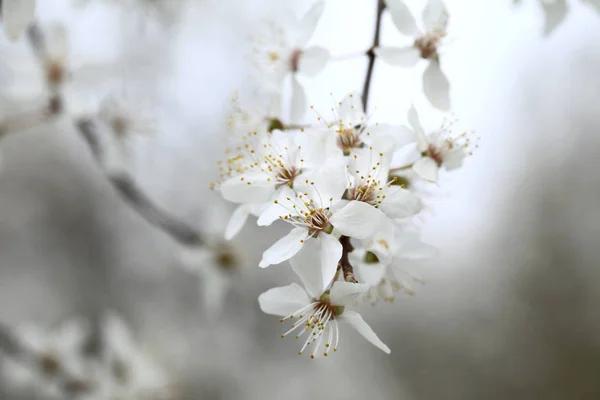 Blommor av prunus cerasifera — Stockfoto