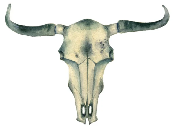 Akvarel buvolí lebka — Stock fotografie