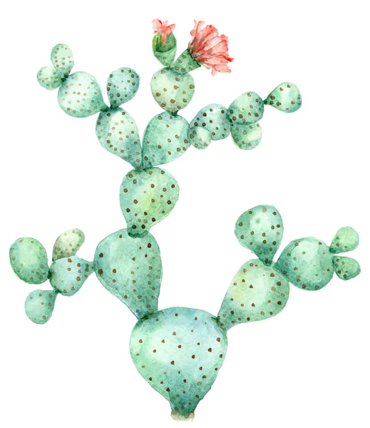 Kaktus i blossom — Stockfoto