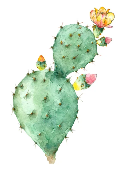Kaktus i blossom — Stockfoto