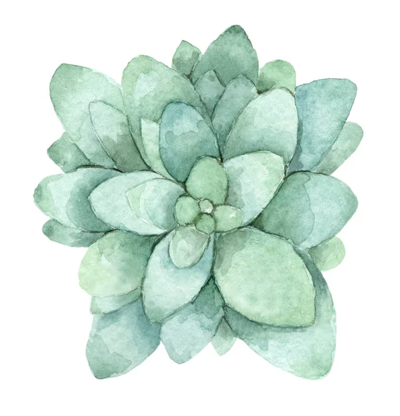 Succulent 수채화 — 스톡 사진