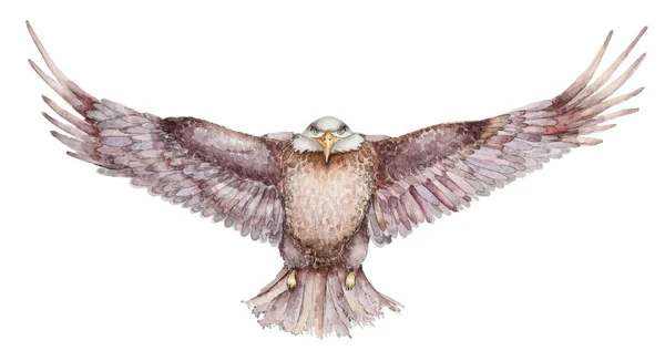 Ręcznie rysowane orła w locie — Zdjęcie stockowe