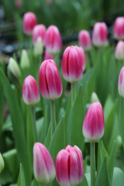 alan üzerinde pembe laleler