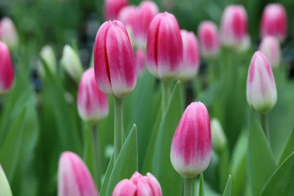 Růžové tulipány na hřišti — Stock fotografie