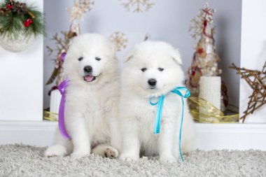 Yeni yıl sembolü. Samoyed köpek Noel dekorasyonu yakınındaki.