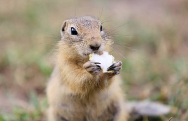 Bugün aslında dündü. Gopher doğada