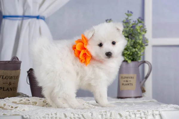 O símbolo do ano novo. Foto de um belo cão Samoyed em casa interior — Fotografia de Stock