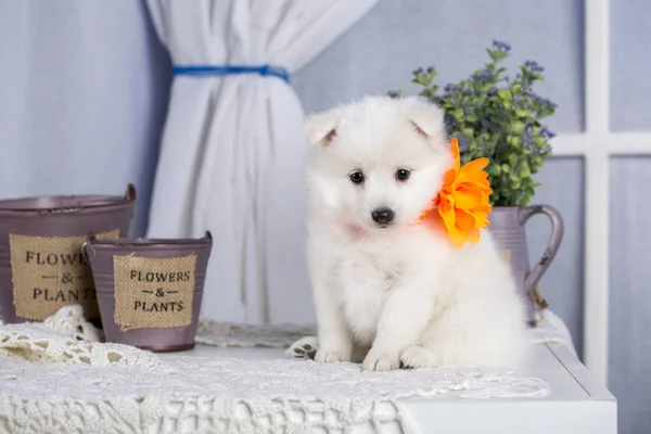 Το σύμβολο του νέου έτους. Φωτογραφία του ένα πανέμορφο Samoyed σκυλί στο σπίτι εσωτερικό — Φωτογραφία Αρχείου