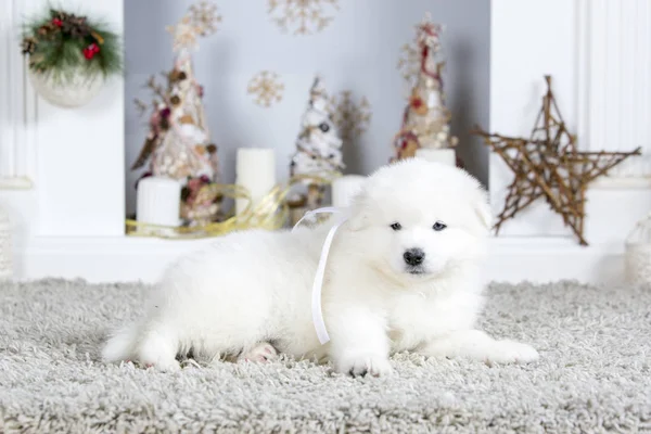 A Szilveszter jelképe. Szamojéd kutya közelében karácsonyi dekoráció. — Stock Fotó