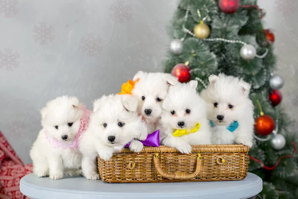 El símbolo del nuevo año. Samoyedo perro cerca de la decoración de Navidad . — Foto de Stock