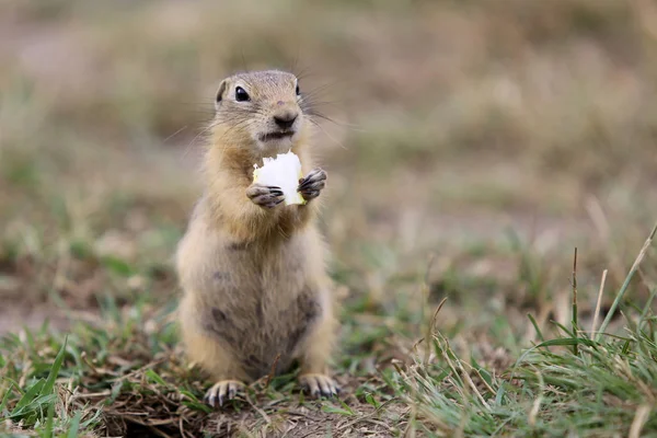 Día de la marmota. gopher en la naturaleza —  Fotos de Stock