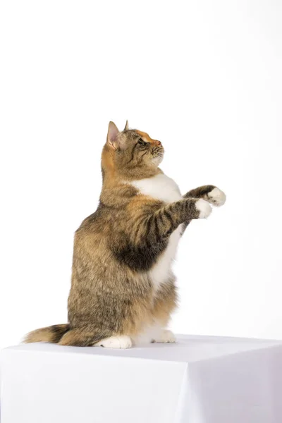 Flauschige sibirische Katze isoliert auf weißem Hintergrund — Stockfoto