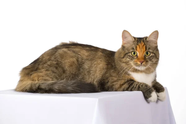 Fluffy Siberian cat isolated on a white background — Stock Photo, Image