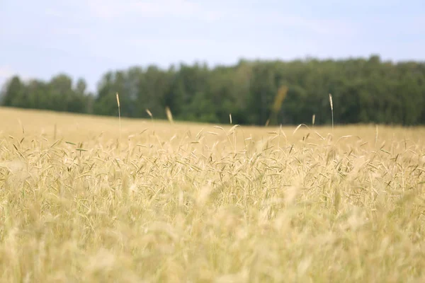 Campo de trigo listo para cosechar en una granja — Foto de Stock