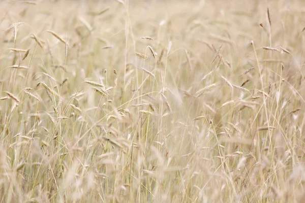 Campo de trigo listo para cosechar en una granja — Foto de Stock