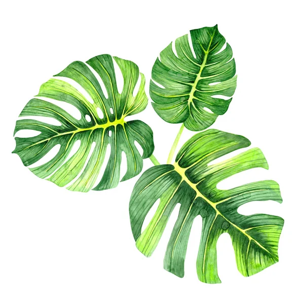 Dibujo de acuarela de una hoja verde. Hoja de Monstera. Hoja verde de una planta tropical. Acuarela arte natural. Ilustración floral . —  Fotos de Stock