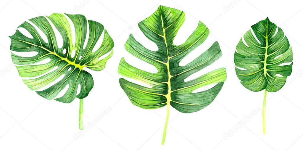 Watercolor drawing of a green leaf. Monstera leaf. Green leaf of a tropical plant. Watercolor natural art. Floral illustration.