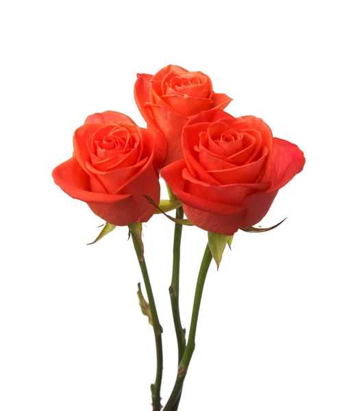 三个橙色玫瑰 — 图库照片