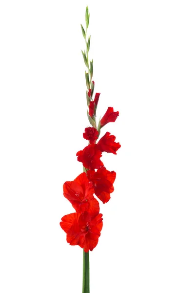 Röd gladiolus isolerad på vit bakgrund — Stockfoto