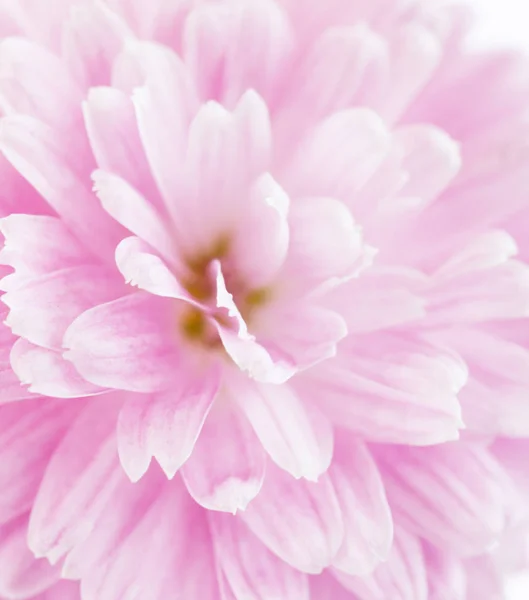 Fragment einer hellrosa Chrysanthemenblüte. — Stockfoto