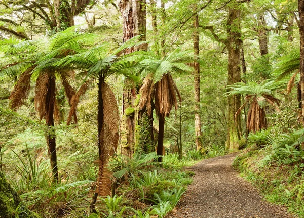 Pathway through temperate rainforest — Stock Photo, Image