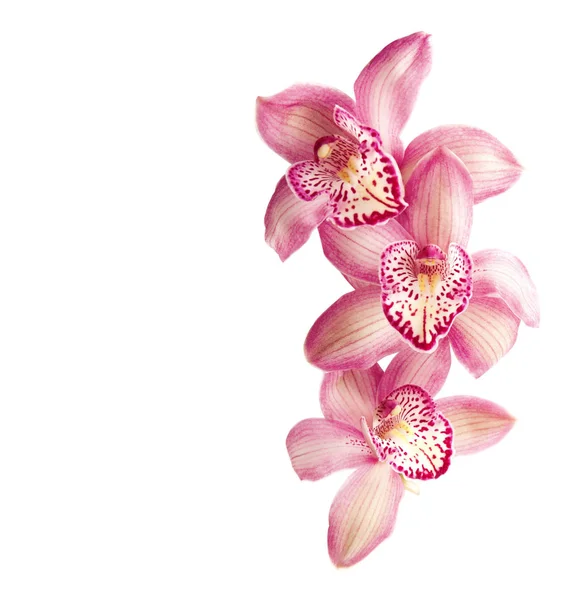 Elszigetelt fehér rózsaszín orchidea. — Stock Fotó