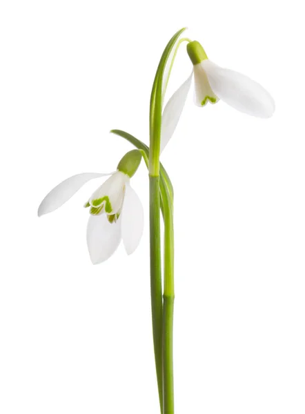 Dva květy sněženek — Stock fotografie