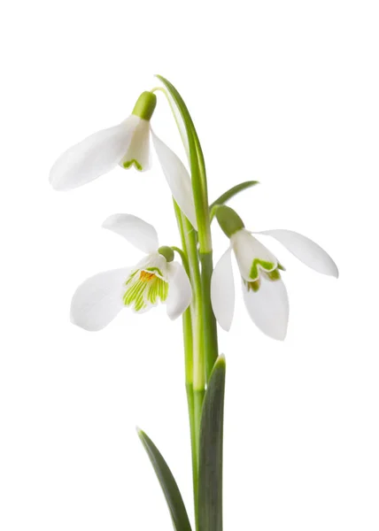 Tre snowdrop blommor. — Stockfoto