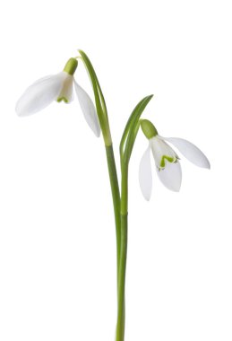 Two snowdrop flowers isolated on white. clipart