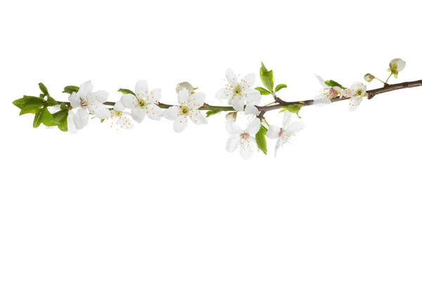 Branche en fleur isolée sur blanc . — Photo