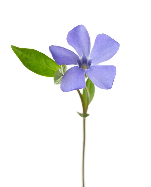 Periwinkle blomma isolerad på vit bakgrund — Stockfoto