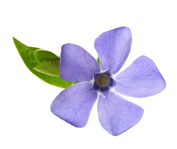 Periwinkle Blume isoliert auf weißem Hintergrund. — Stockfoto