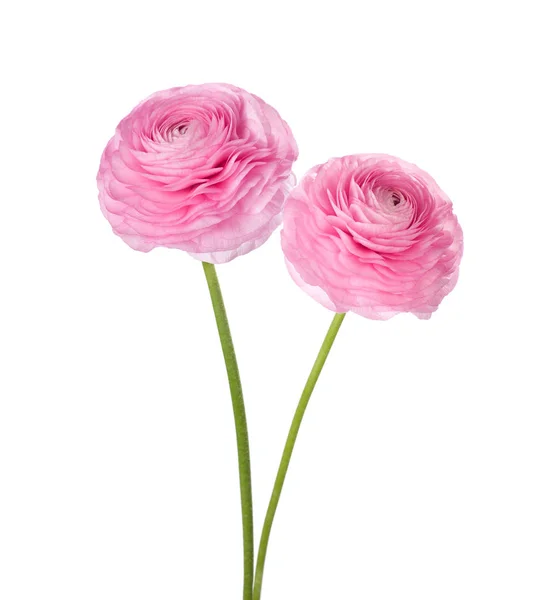 Twee lichte roze Perzisch buttercup bloemen. — Stockfoto