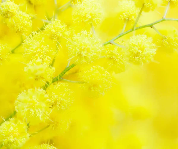 Yellow mimosa flower close-up. — Stock Photo, Image