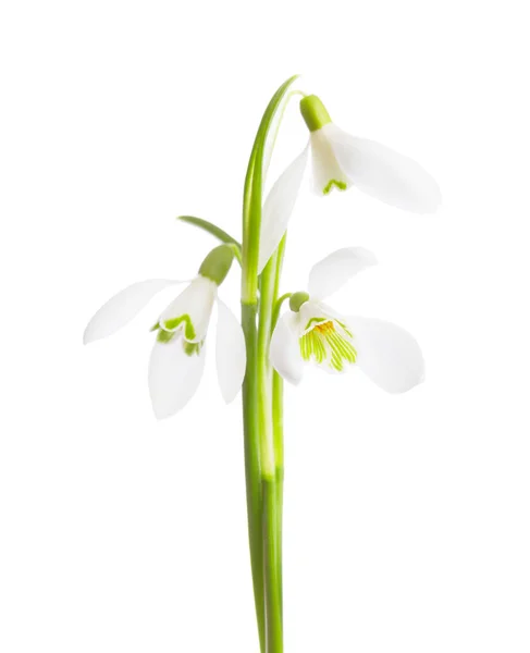 Tre snowdrop blommor isolerad på vit bakgrund. — Stockfoto