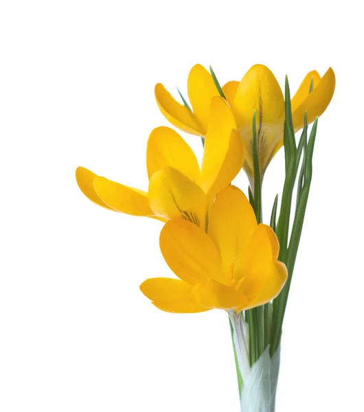 Tres flores de azafrán naranja . — Foto de Stock