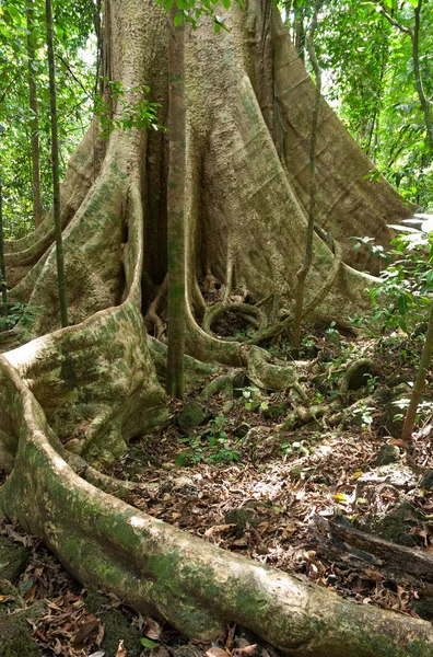 Strävpelare rötter av stora träd. Stockbild